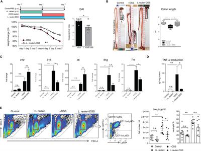 Epithelial Heat Shock Proteins Mediate the Protective Effects of Limosilactobacillus reuteri in Dextran Sulfate Sodium-Induced Colitis